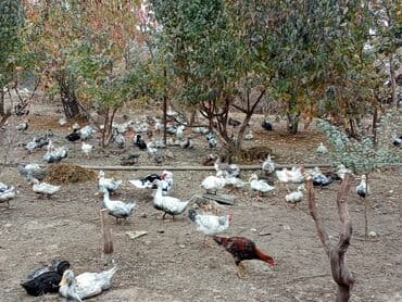 Sağlam Pekin və Qurban ördəkləri lalafo.az -da Sağlam Pekin və Qurban ördəkləri