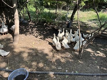🦆 Satılır – 40 ədəd sağlam ördək! ✔️ Topdan satış ✔️ WhatsApp 7/24 lalafo.az -da 🦆 Satılır – 40 ədəd sağlam ördək! ✔️ Topdan satış ✔️ WhatsApp 7/24
