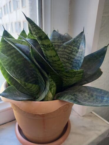 Sansevieria (Qaynanadili) – dekorativ otaq bitkisi, geniş, zolaqlı lalafo.az -da Sansevieria (Qaynanadili) – dekorativ otaq bitkisi, geniş, zolaqlı