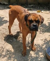 Bokser, 2 il, Erkek, Peyvəndli lalafo.az -da Bokser, 2 il, Erkek, Peyvəndli