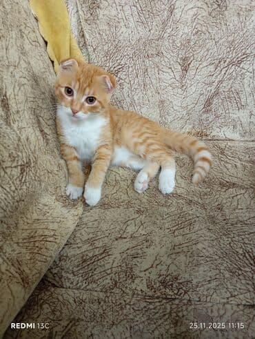 Şotland yastı qulaq lalafo.az -da Şotland yastı qulaq