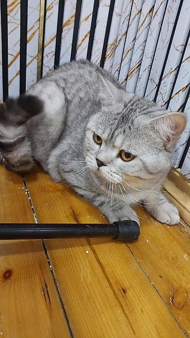 Şinşilla, Erkək, Yaxşı əllərə, Ödənişli çatdırılma lalafo.az -da Şinşilla, Erkək, Yaxşı əllərə, Ödənişli çatdırılma