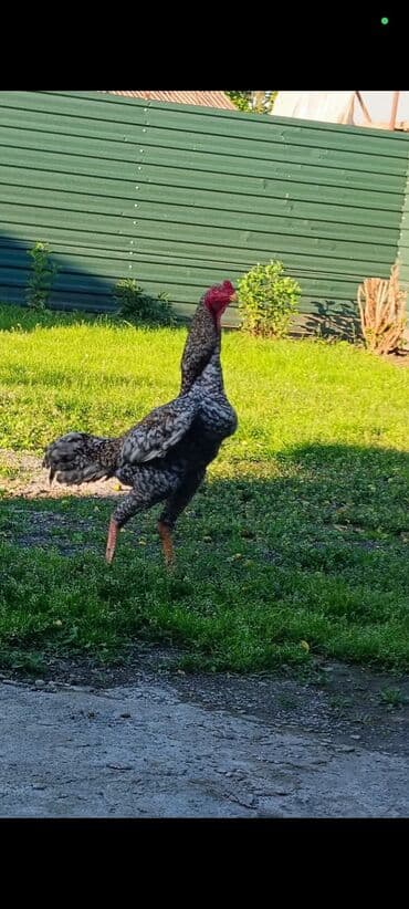 Super agir cekili heyvandi 4.400 cekisi var 1 yaw 1 ayin heyvanidi lalafo.az -da Super agir cekili heyvandi 4.400 cekisi var 1 yaw 1 ayin heyvanidi