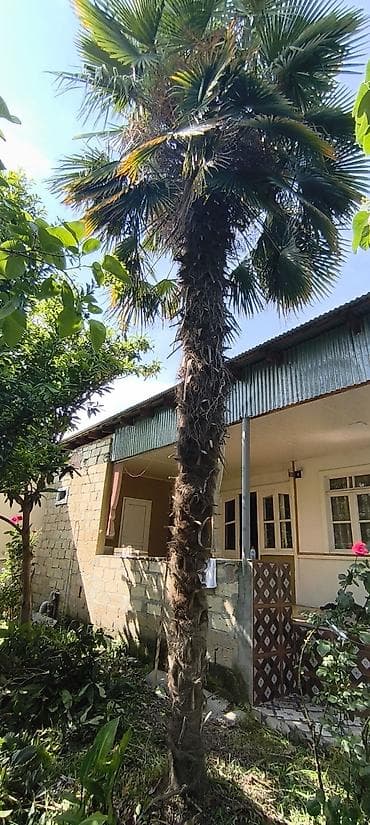 Palma ağacı 21 yaşı var hündürlüyü təqribən 7.8 metr hündürlükdə lalafo.az -da Palma ağacı 21 yaşı var hündürlüyü təqribən 7.8 metr hündürlükdə