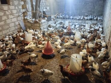 Toyuq, Ətlik lalafo.az -da Toyuq, Ətlik