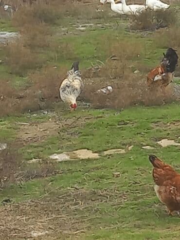 Salam xoruzlar satılır 6 aylıq xoruzlardır inkivatortdan çıxan cücələr lalafo.az -da Salam xoruzlar satılır 6 aylıq xoruzlardır inkivatortdan çıxan cücələr