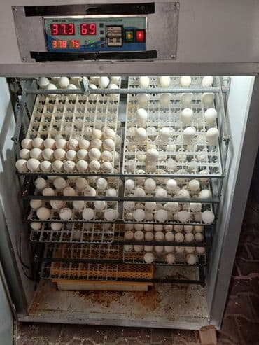 Tam avtomat lalafo.az -da Tam avtomat