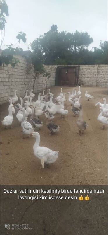 Linda qazlari satilir. Isteye gore diri, kesilmish ve tendirde lalafo.az -da Linda qazlari satilir. Isteye gore diri, kesilmish ve tendirde