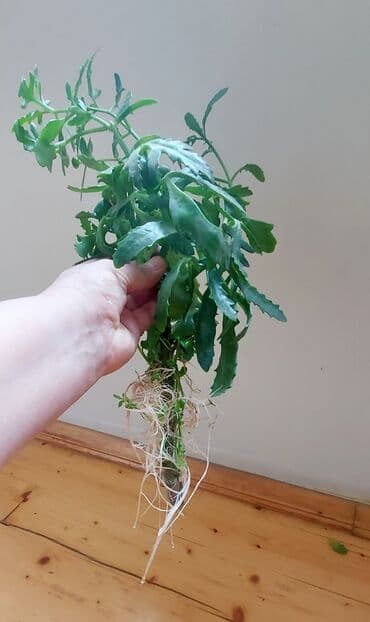 Maral buynuzu gül fidanları satılır. Böyük: 5 azn, balacalar: 2 azn lalafo.az -da Maral buynuzu gül fidanları satılır. Böyük: 5 azn, balacalar: 2 azn