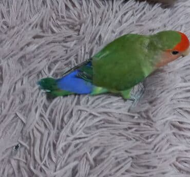 Məhsul: Sevgi tutuquşusu (Agapornis) Təsvir: - Rəng çaları: yaşıl lalafo.az -da Məhsul: Sevgi tutuquşusu (Agapornis) Təsvir: - Rəng çaları: yaşıl