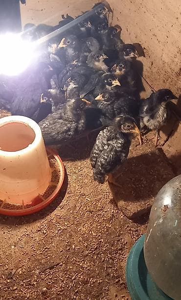Toyuq cücələri, Damazlıq, Ünvandan götürmə lalafo.az -da Toyuq cücələri, Damazlıq, Ünvandan götürmə