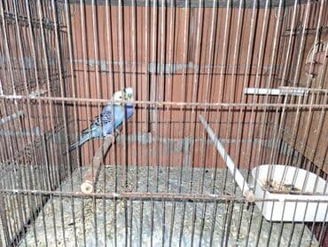 Hazir cutlerdi qefesli yuvali yuva qizdirirlar lalafo.az -da Hazir cutlerdi qefesli yuvali yuva qizdirirlar