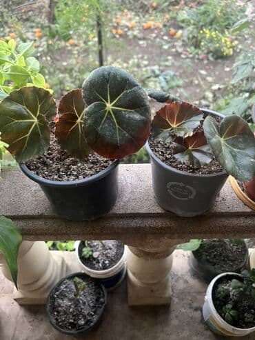 Удобрения: Müxtəlif dekorativ otaq bitkiləri kolleksiyası - Kompozit sükulent at lalafo.az — 3 Удобрения: Müxtəlif dekorativ otaq bitkiləri kolleksiyası - Kompozit sükulent — 3