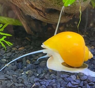 Akvarium__ fish: Sülhsevər, Ünvandan götürmə, Pulsuz çatdırılma, Ödənişli çatdırılma lalafo.az -da Akvarium__ fish: Sülhsevər, Ünvandan götürmə, Pulsuz çatdırılma, Ödənişli çatdırılma