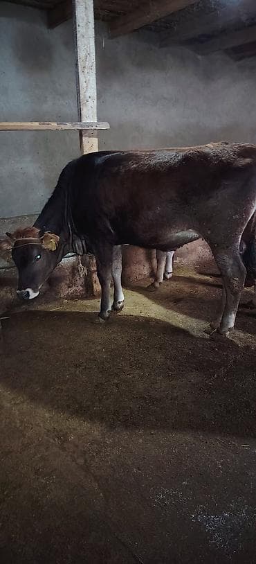 Dişi düyə damazlıq südlük ətliyə yararlıdır Ünvan Novxani lalafo.az -da Dişi düyə damazlıq südlük ətliyə yararlıdır Ünvan Novxani