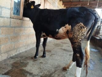 Dana, buzov, Dişi, ay: 2, 170 kq, Ətlik, Südlük, Damazlıq, Ünvandan götürmə lalafo.az -da Dana, buzov, Dişi, ay: 2, 170 kq, Ətlik, Südlük, Damazlıq, Ünvandan götürmə