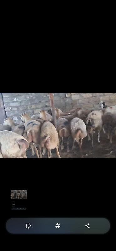 500 bas qaradolaq sortu satlir elaqe nomresi seyfede var lalafo.az -da 500 bas qaradolaq sortu satlir elaqe nomresi seyfede var