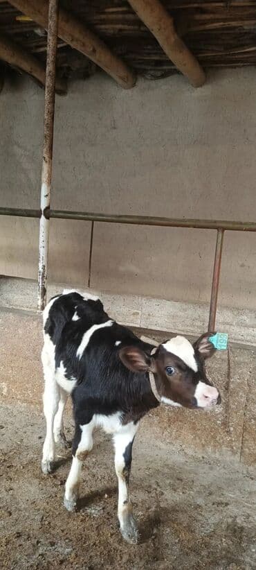 1 ay 20 günlük erkey buzovdu ot yeyir lalafo.az -da 1 ay 20 günlük erkey buzovdu ot yeyir