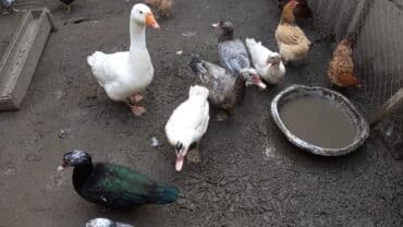 3 erkey uc disidir ordekler qaz erkeydi Şəkildə göstərilənlər real lalafo.az -da 3 erkey uc disidir ordekler qaz erkeydi Şəkildə göstərilənlər real