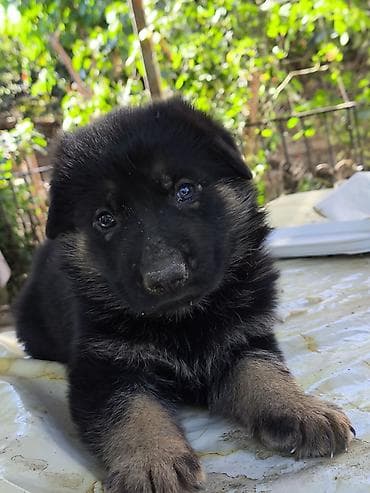 Alman çoban iti, 2 ay, Dişi lalafo.az -da Alman çoban iti, 2 ay, Dişi