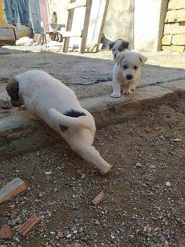Peyvəndli lalafo.az -da Peyvəndli