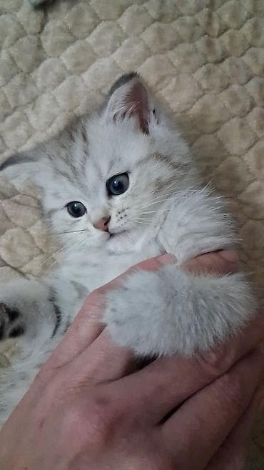 Şinşilla, Dişi, Yaxşı əllərə, Ünvandan götürmə, Ödənişli çatdırılma lalafo.az -da Şinşilla, Dişi, Yaxşı əllərə, Ünvandan götürmə, Ödənişli çatdırılma