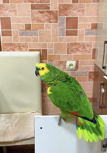 Məhsul: Yaşıl-amazon tutuquşusu (parlaq rəngli) Təsvir: - Canlı lalafo.az -da Məhsul: Yaşıl-amazon tutuquşusu (parlaq rəngli) Təsvir: - Canlı