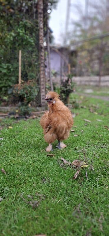 PonPon xoruzu.Barter var öz fərəsiylə lalafo.az -da PonPon xoruzu.Barter var öz fərəsiylə