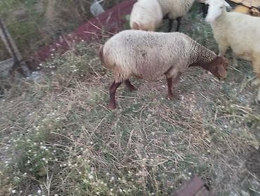 Dişi, il: 3, Damazlıq, Ünvandan götürmə lalafo.az -da Dişi, il: 3, Damazlıq, Ünvandan götürmə