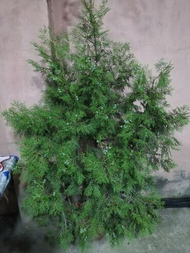 Gözəl, həmişəyaşıl ardıc ağacı. Dekorativ bitki kimi istifadə üçün lalafo.az -da Gözəl, həmişəyaşıl ardıc ağacı. Dekorativ bitki kimi istifadə üçün