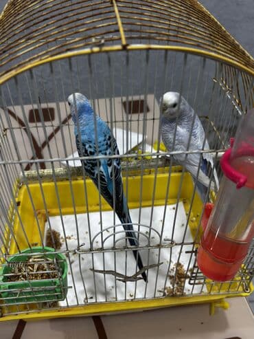 Erkey ve dişidi hazır cütdüler Erkey ele öyreşib dişleyen quş deyil lalafo.az -da Erkey ve dişidi hazır cütdüler Erkey ele öyreşib dişleyen quş deyil