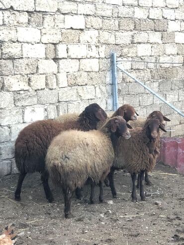 Qiymət 4 qoyun üçün keçərlidir. 3 qoyun 1 toğludur fevralda 3 qoyun lalafo.az -da Qiymət 4 qoyun üçün keçərlidir. 3 qoyun 1 toğludur fevralda 3 qoyun