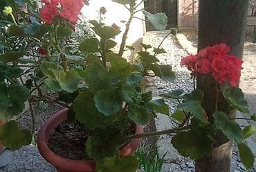 Qırmızı sardunya (pelargonium) saksı bitkisi - Rəngi: Canlı qırmızı lalafo.az -da Qırmızı sardunya (pelargonium) saksı bitkisi - Rəngi: Canlı qırmızı