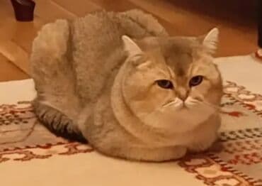 Britan, Erkək, Cütləşmə üçün lalafo.az -da Britan, Erkək, Cütləşmə üçün