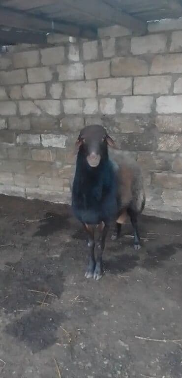 Təçiz gala goçu 1il 6tı aylıqdı lalafo.az -da Təçiz gala goçu 1il 6tı aylıqdı