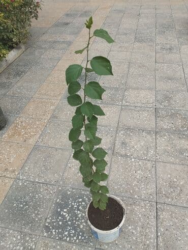 Salam çiyələk (Кудрания) ağacı satılır hazır dibçəklərdə əkili halda lalafo.az -da Salam çiyələk (Кудрания) ağacı satılır hazır dibçəklərdə əkili halda