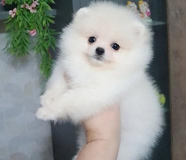 Şpitz, 2 ay, Sənədli lalafo.az -da Şpitz, 2 ay, Sənədli