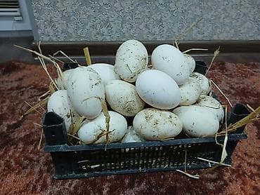 Təzə qaz yumurtası - Ağırlığı iri ölçülü, qalın qabıqlı, ağ rəngli lalafo.az -da Təzə qaz yumurtası - Ağırlığı iri ölçülü, qalın qabıqlı, ağ rəngli