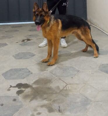 Alman çoban iti, 1 il, Erkek, Peyvəndli, Ünvandan götürmə lalafo.az -da Alman çoban iti, 1 il, Erkek, Peyvəndli, Ünvandan götürmə