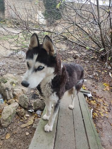 Xaski, Dişi lalafo.az -da Xaski, Dişi