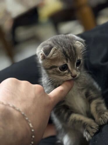 Şotland, Erkək, Ünvandan götürmə lalafo.az -da Şotland, Erkək, Ünvandan götürmə