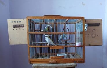 Tecilli satllr. Böyük yeke qefes 2 fayqall yuv.1 cut Hazlr cex 1 cut lalafo.az -da Tecilli satllr. Böyük yeke qefes 2 fayqall yuv.1 cut Hazlr cex 1 cut