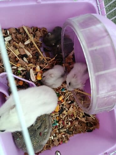 Ev Hamsterləri. temiz ve vitaminlərle beslenib. mağaza hemsteri deyil lalafo.az -da Ev Hamsterləri. temiz ve vitaminlərle beslenib. mağaza hemsteri deyil