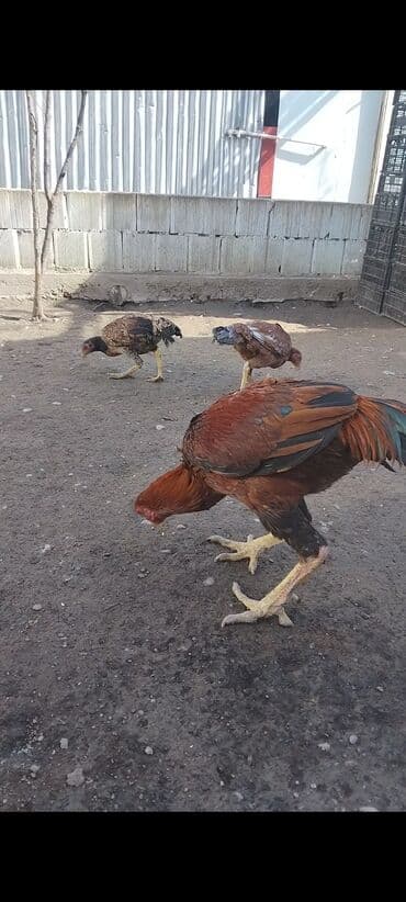 Heyrati özbek sortdu fere yumurtlayir fere 1 yasi var xoruz 2 yasn lalafo.az -da Heyrati özbek sortdu fere yumurtlayir fere 1 yasi var xoruz 2 yasn