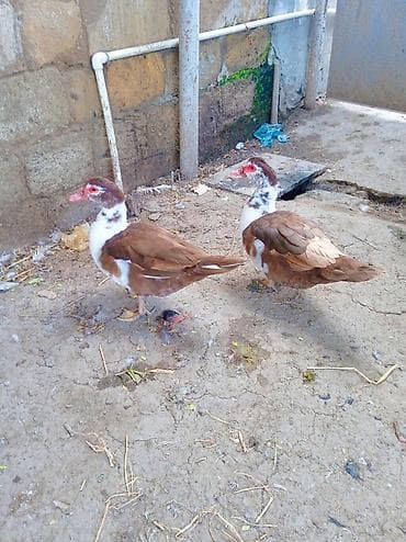 Bu cavan lal Ördekler Satılır heleki yumirtaya Dusmeyibler lalafo.az -da Bu cavan lal Ördekler Satılır heleki yumirtaya Dusmeyibler