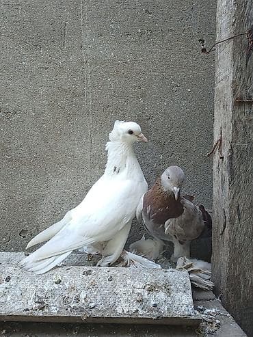Super quşlardı əla quşdan başı çıxan qiymətin bilir 100% sağlam lalafo.az -da Super quşlardı əla quşdan başı çıxan qiymətin bilir 100% sağlam