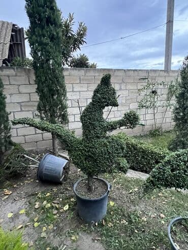 DƏLƏ DEKAROTİV AGACLARİN SATİŞİ BİZDƏ KİM İSDƏYİRSƏ YAZSİN 450 manata lalafo.az -da DƏLƏ DEKAROTİV AGACLARİN SATİŞİ BİZDƏ KİM İSDƏYİRSƏ YAZSİN 450 manata