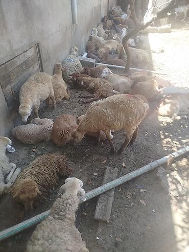 Qoyun sürüsü – yerli cinslər - Təyinat: ətlik və damazlıq üçün uyğun lalafo.az -da Qoyun sürüsü – yerli cinslər - Təyinat: ətlik və damazlıq üçün uyğun