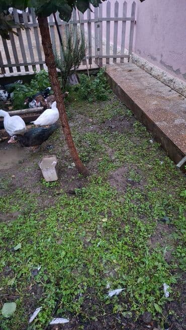 Musk ördəkləri – müxtəlif rənglərdə (ağ, qara-ağ, qəhvəyi ləkəli). - lalafo.az -da Musk ördəkləri – müxtəlif rənglərdə (ağ, qara-ağ, qəhvəyi ləkəli). -