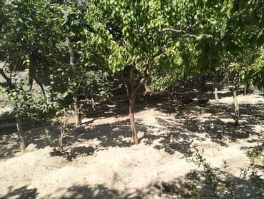 3 kv. m, 6 otaqlı, Qaz, İnternet, Artezian quyusu lalafo.az -da 3 kv. m, 6 otaqlı, Qaz, İnternet, Artezian quyusu